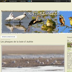 Les phoques de la baie d' Authie - Le blog de nature-ailes.over-blog.com-Mozilla Firefox