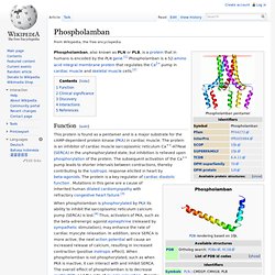 Phospholamban