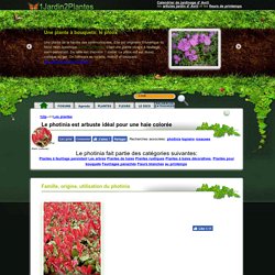 Photinia fraseri "red robin" (photinia serratifolia x photinia glabra)