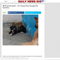 WTF photo book - 51 Crazy Pics Caught On Camera - Daily News Dig