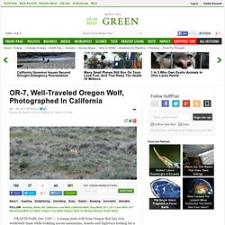 OR-7, Well-Traveled Oregon Wolf, Photographed In California