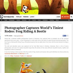 Photographer Captures World’s Tiniest Rodeo: Frog Riding A Beetle