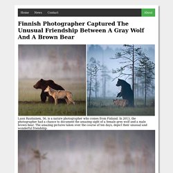 Photographer Captured The Unusual Friendship Between A Gray Wolf And A Brown Bear