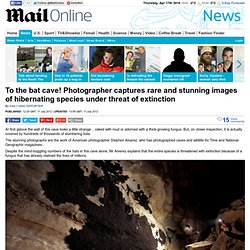 To the bat cave! Photographer captures rare and stunning images of hibernating species under threat of extinction