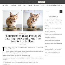 Photographer Takes Photos Of Cats High On Catnip, And The Results Are Brilliant – Stay Wild Moon Child