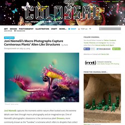Joni Niemelä’s Macro Photographs Capture Carnivorous Plants’ Alien-Like Structures