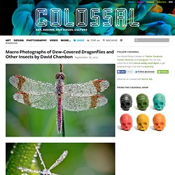 Macro Photographs of Dew-Covered Dragonflies and Other Insects by David Chambon