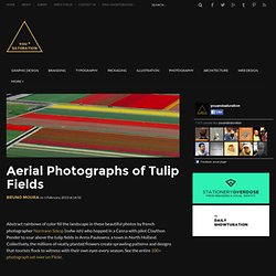 Aerial Photographs of Tulip Fields