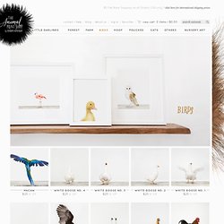 Birds Photography: The Animal Print Shop