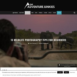 15 Wildlife Photography Tips For Beginners - The Adventure Junkies
