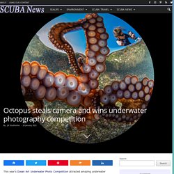 Octopus steals camera and wins underwater photography competition - SCUBA News