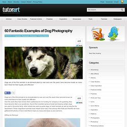 60 Fantastic Examples of Dog Photography