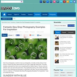 Fantastic Dew Drop Photography Examples For Inspiration