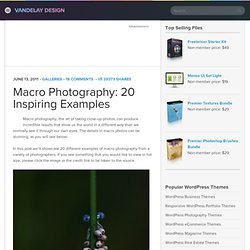 Macro Photography: 40 Inspiring Examples