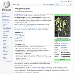 Phragmipedium