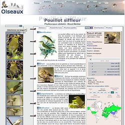 Pouillot siffleur - Phylloscopus sibilatrix