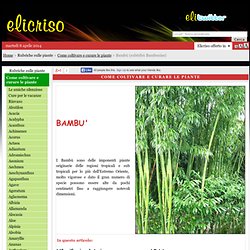 Piante, Bambù, Bamboo, Phyllostachys, Bambusa, Pleioblastus, Fargesia, Arundinaria, Dendrocalamus, Dendrocalamus giganteus, Gramineae, Poaceae, Bambusoideae, Bambuseae, Bambusa, Bambusine