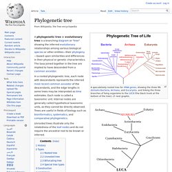 Phylogenetic tree