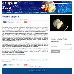 Physalia Jellyfish