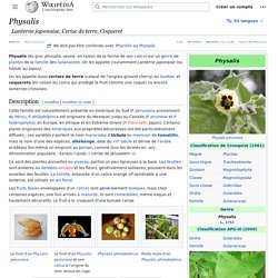 Physalis (genre)