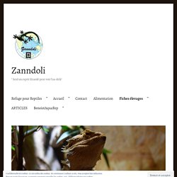 BLOB (Physarum polycephalum) – Zanndoli