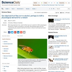 Sex-deprived fruit flies turn to alcohol, perhaps to fulfill a physiological demand for a reward