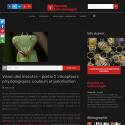 vision des insectes - partie 3 : recepteurs physiologiques, couleurs et polarisation