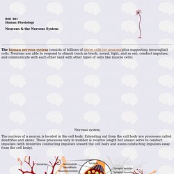 Human Physiology - Neurons & the Nervous System