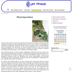 Phytoépuration - Eau Vivante