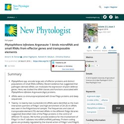 Phytophthora infestans Argonaute 1 binds microRNA and small RNAs from effector genes and transposable elements - Åsman - 2016