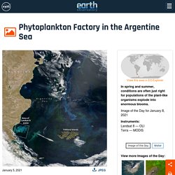 Phytoplankton Factory in the Argentine Sea