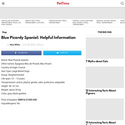 Blue Picardy Spaniel: Helpful Information - PetTime