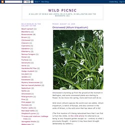 Onionweed (Allium triquetrum)