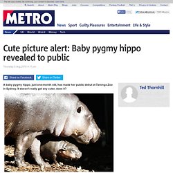 Baby pygmy hippo revealed to public