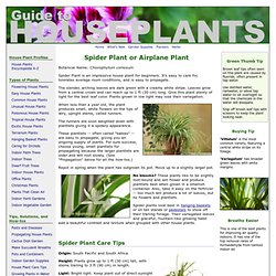 Spider Plant Care Tips, Picture - Chlorophytum comosum