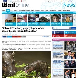 Pictured: The baby pygmy hippo who's barely bigger than a lettuce leaf