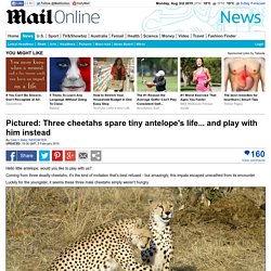 Three cheetahs spare tiny antelope's life... and play with him instead