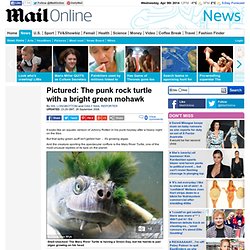 Pictured: The punk rock turtle with a bright green mohawk
