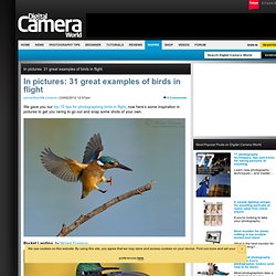 In pictures: 31 pictures of birds in flight