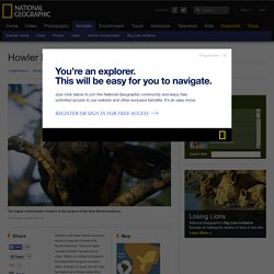 Howler Monkeys, Howler Monkey Pictures, Howler Monkey Facts - National Geographic