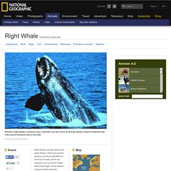 Right Whales, Right Whale Pictures, Right Whale Facts - National Geographic