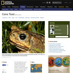 Cane Toads, Cane Toad Pictures, Cane Toad Facts