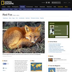 Red Foxes, Red Fox Pictures, Red Fox Facts