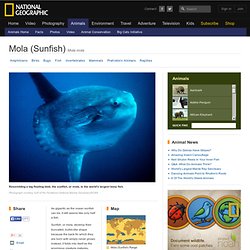 Mola (Sunfish), Mola (Sunfish) Pictures, Mola (Sunfish) Facts