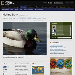 Mallard Ducks, Mallard Duck Pictures, Mallard Duck Facts