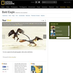 Bald Eagles, Bald Eagle Pictures, Bald Eagle Facts