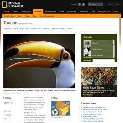Toucans, Toucan Pictures, Toucan Facts