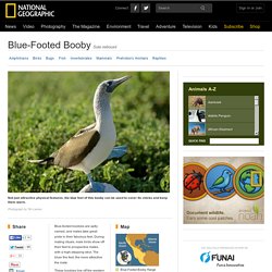 Blue-Footed Boobies, Blue-Footed Booby Pictures, Blue-Footed Booby Facts