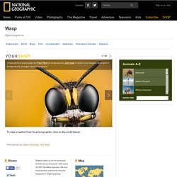 Wasps, Wasp Pictures, Wasp Facts -
