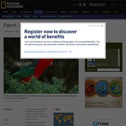 Parrots, Parrot Pictures, Parrot Facts